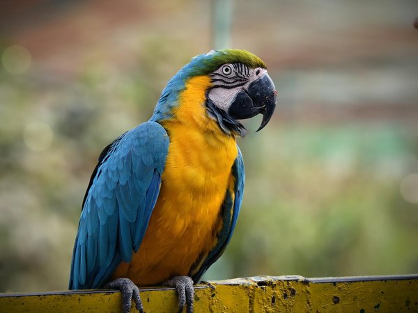 Was soll ich bei der Ern√§hrung meiner Katze beachten?